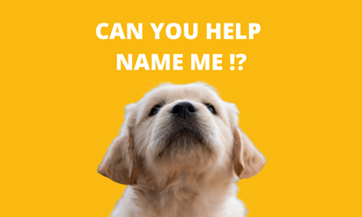 Can you help us name this Dogs for the Disabled pup?