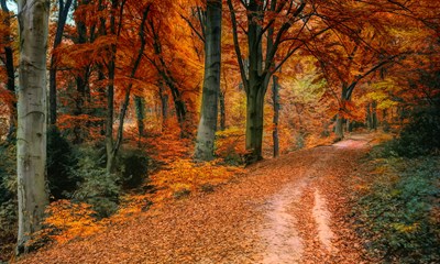 Cosy Colour Palettes for Autumn