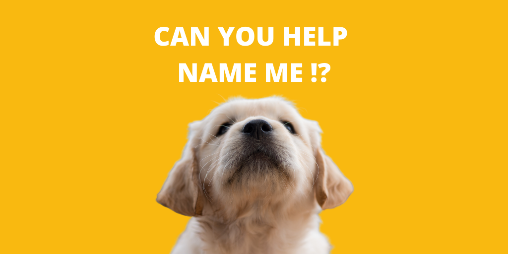 Can you help us name this Dogs for the Disabled pup?